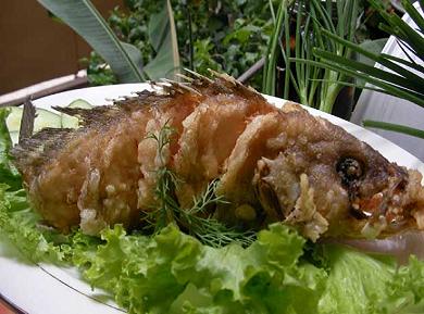 Cá Bống Chiên Xù                                                                                                                                      