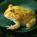 NDT