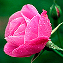 nguyenthuy_qs