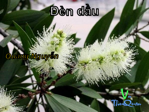 Ảnh bìa truyện