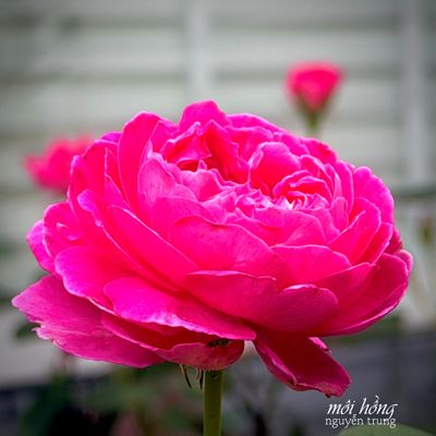 Buổi Sáng Môi Hồng