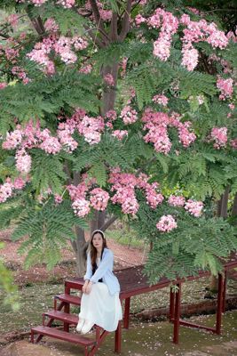 Phượng Hồng