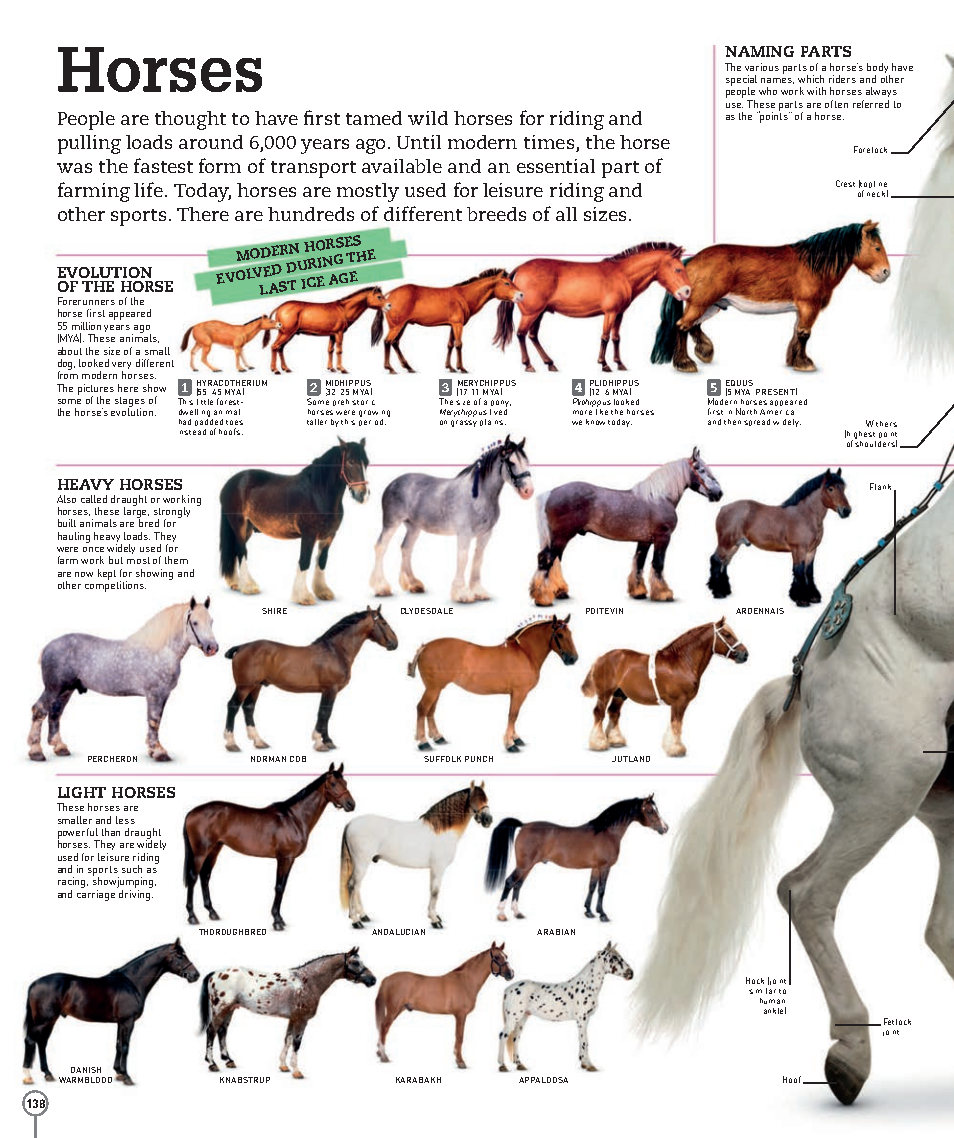 Picturepedia An Encyclopedia on Every Page