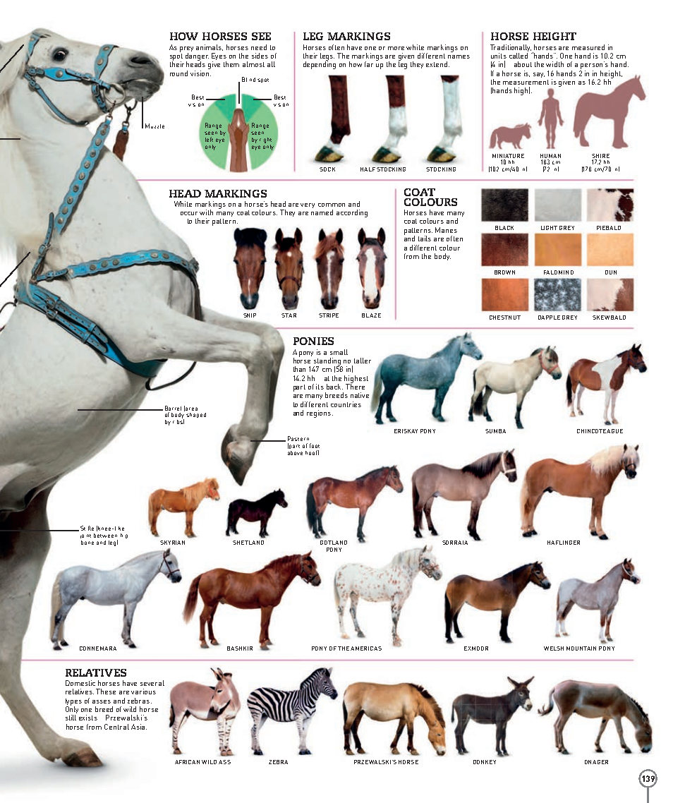 Picturepedia An Encyclopedia on Every Page