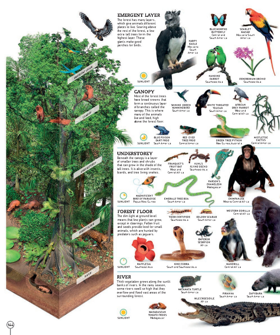 Picturepedia An Encyclopedia on Every Page