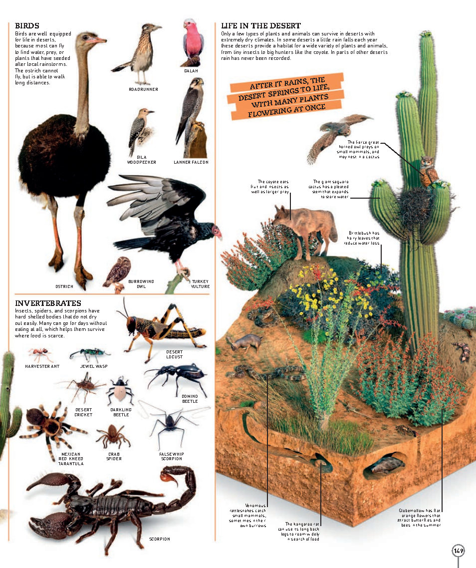 Picturepedia An Encyclopedia on Every Page