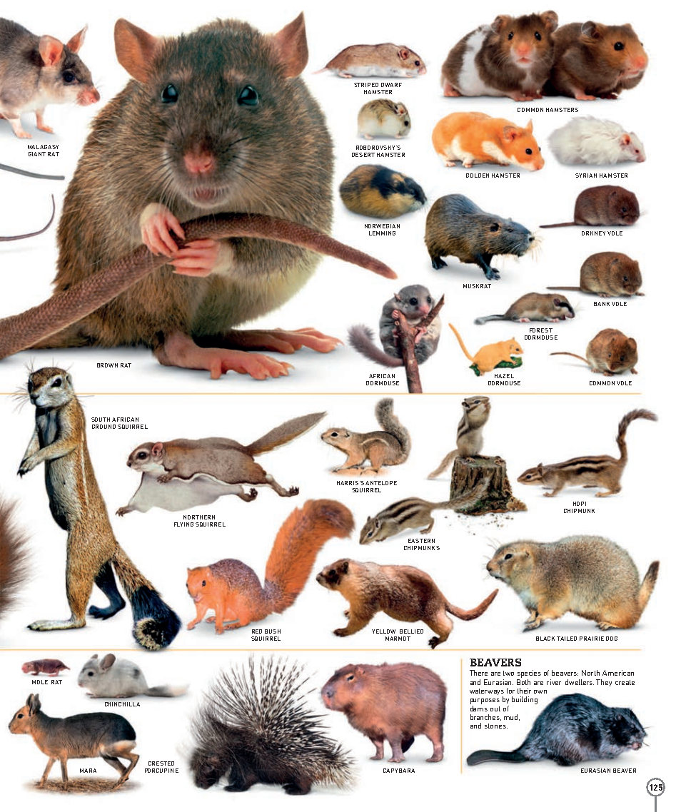 Picturepedia An Encyclopedia on Every Page