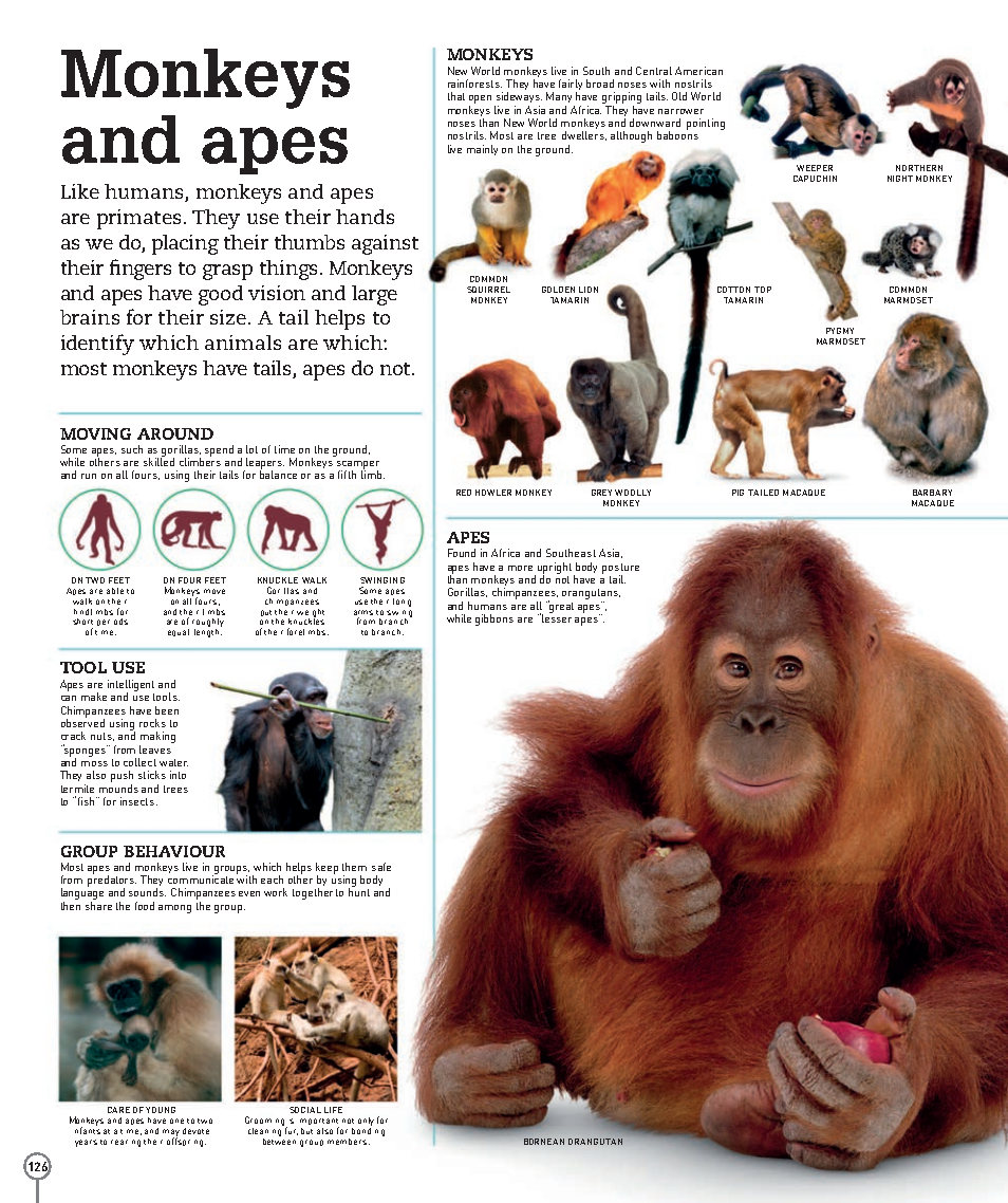 Picturepedia An Encyclopedia on Every Page